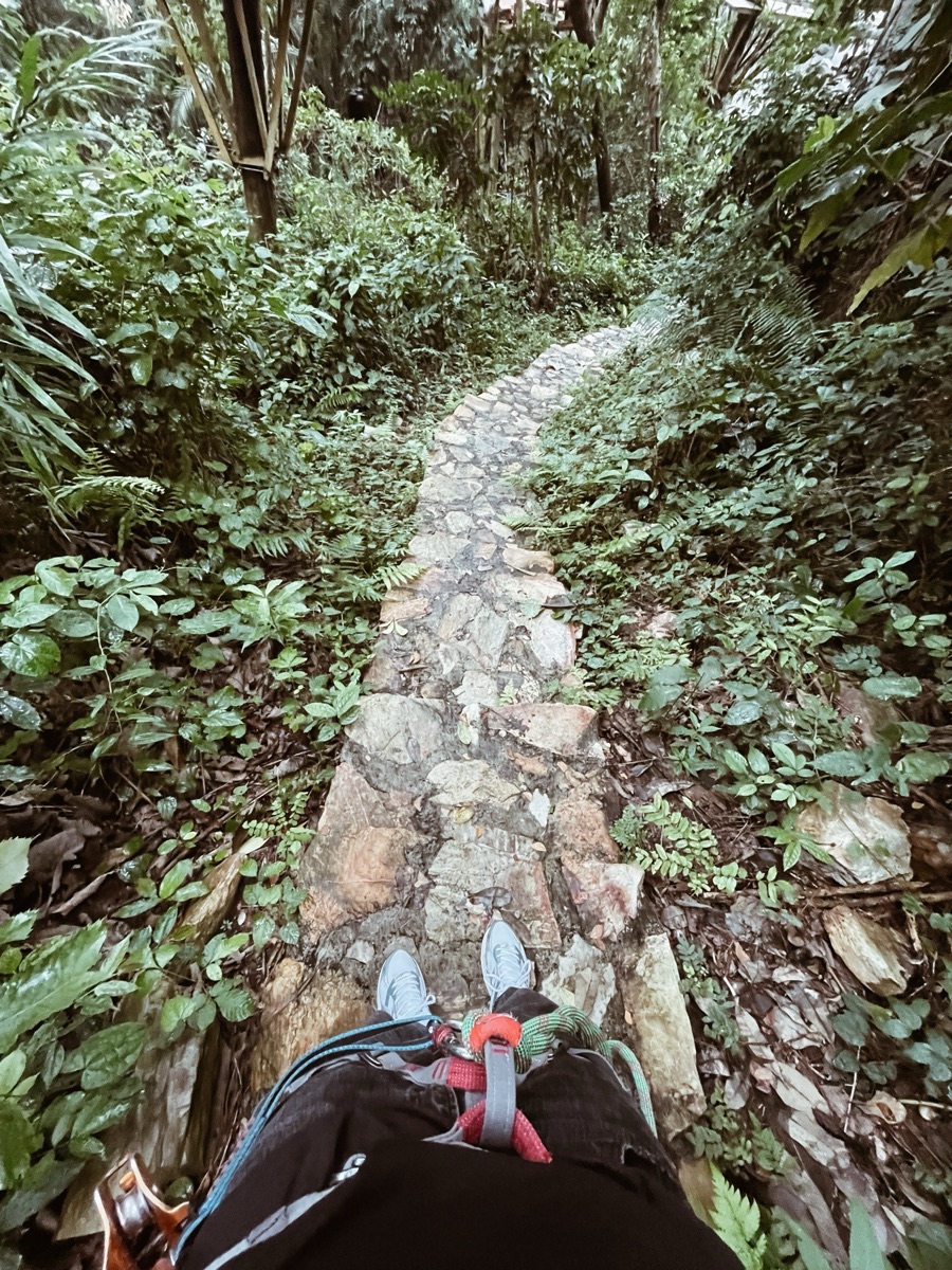 A rocky trail cutting through dense green foliage.